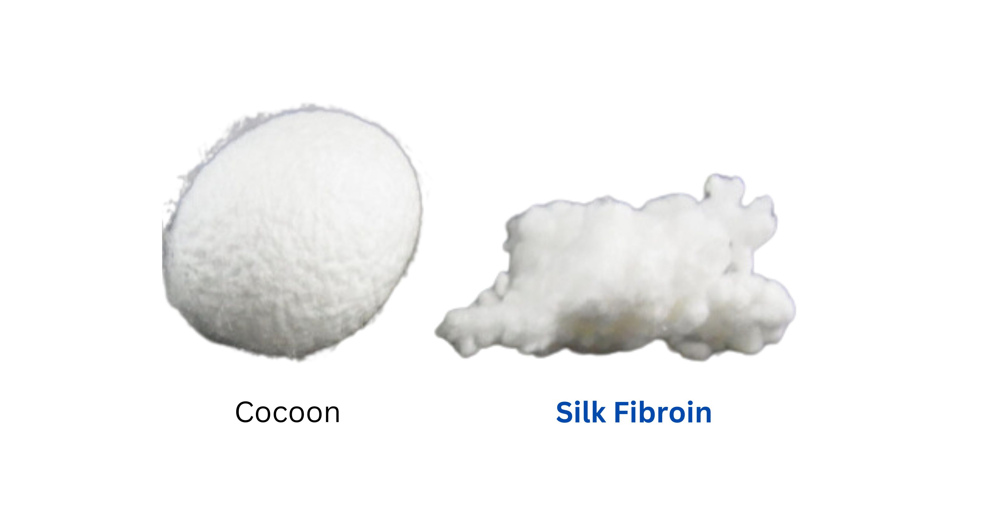 cocoon and silk fibroin